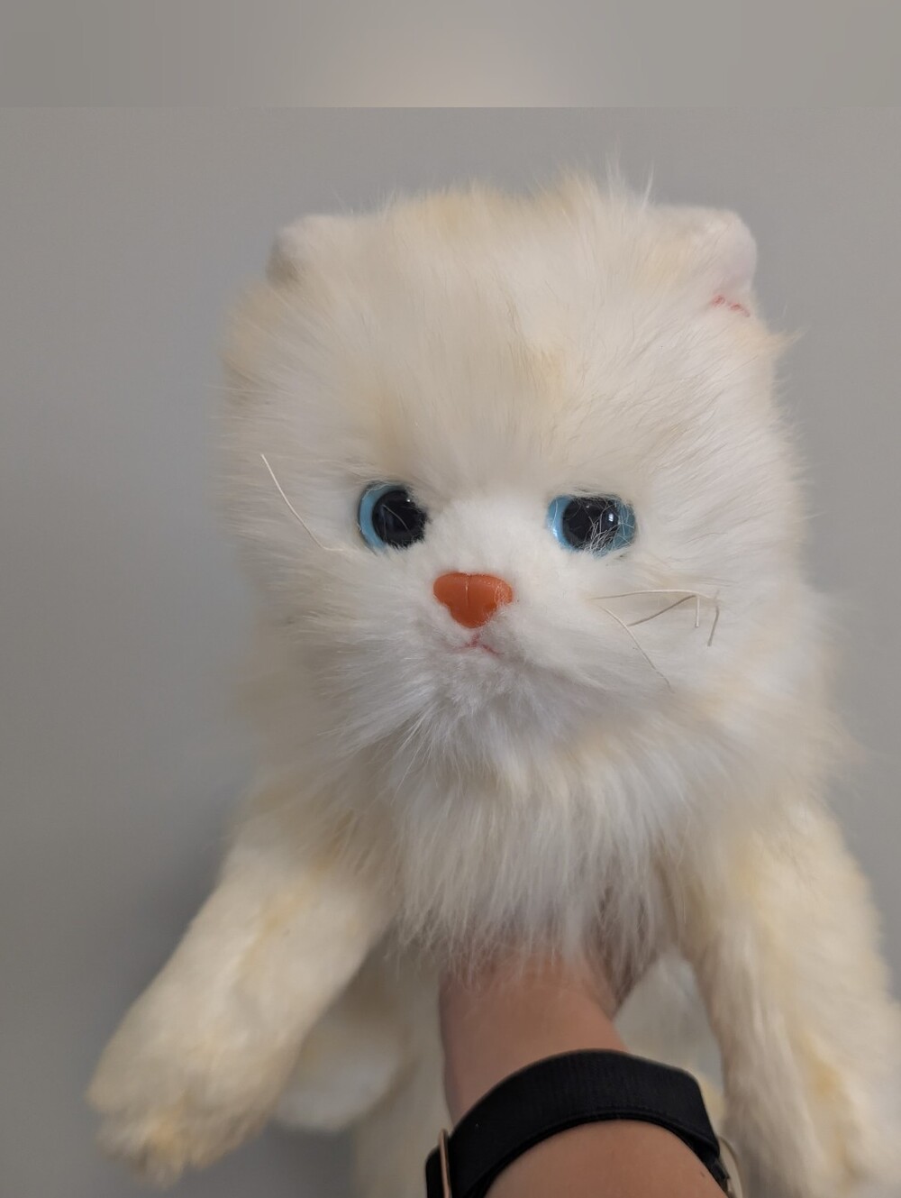 Peachy Persian Cat Ty Beanie Buddy